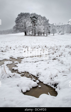 Copse forestiers en hiver la neige, Hutton, Guisborough Banque D'Images