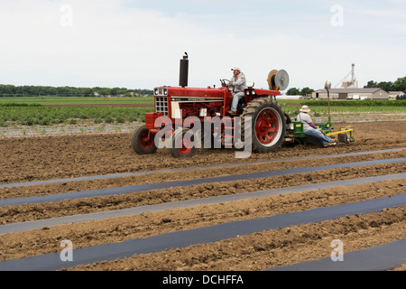 Pose de bâches en plastique en préparation pour la plantation des concombres. Banque D'Images