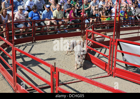 Les spectateurs à regarder les courses de porc à la foire du comté de Steele au Minnesota. Banque D'Images