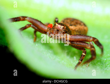 Gros plan d'une macro d'une araignée Crabe perché sur une feuille avec un acarien rouge l'attaquer. Banque D'Images