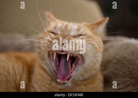 Portrait de l'orange et au gingembre les cheveux courts Mackrel Tabby Cat chats (Felis) les bâillements et montrant les dents. Banque D'Images