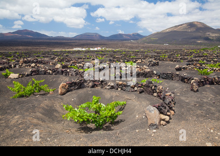 Vignes en paysage volcanique de Lanzarote. La bas, des murs courbes sont traditionnellement utilisés pour protéger les vignes contre le vent. Banque D'Images