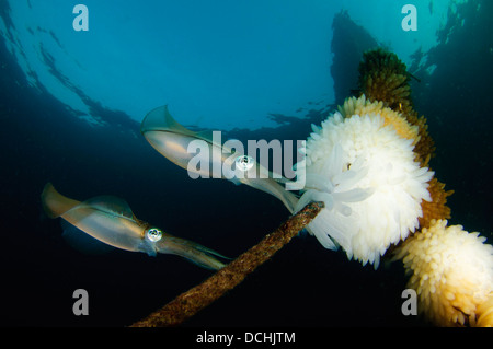 Bigfin reef squid tendant les oeufs le long d'une ligne de bouées, le Détroit de Lembeh, Indonésie Banque D'Images