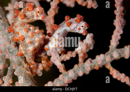 Une paire d'hippocampe pygmée (Hippocampus bargibanti), côte à côte, mer rouge variété, sur le Détroit de Lembeh, du ventilateur, de l'Indonésie. Banque D'Images