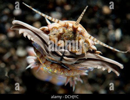 Vue du visage du ver Bobbit (Eunice aphroditois), prises dans 6 mètres d'eau dans le Détroit de Lembeh (Indonésie). Banque D'Images