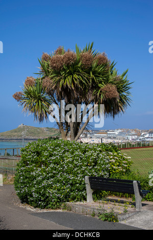 Palmier à St Ives Cornwall avec vues sur l'île et plage de Porthmeor Banque D'Images