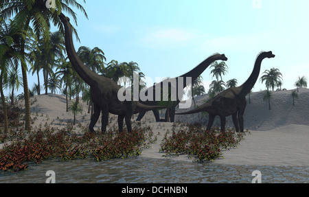 Trois dinosaures Brachiosaurus le pâturage. Banque D'Images