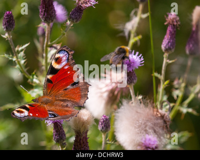 L'Peacock Butterfly (Inachis io sous-famille : Apaturinae) souvent connue sous le nom de Peacock butterfly, sur un patch de chardons qui ont commencé à la semence à la fin de l'été Banque D'Images