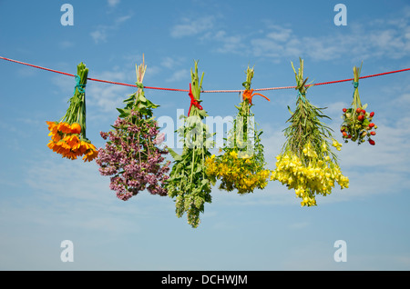 Six différents bouquets d'herbes médicales sur vêtements string et le fond de ciel Banque D'Images