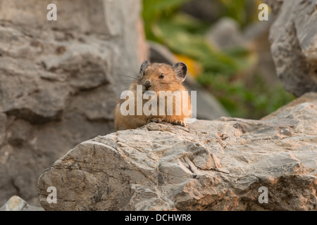 Stock photo d'un pica d'Amérique Wasatch assis sur un rocher. Banque D'Images