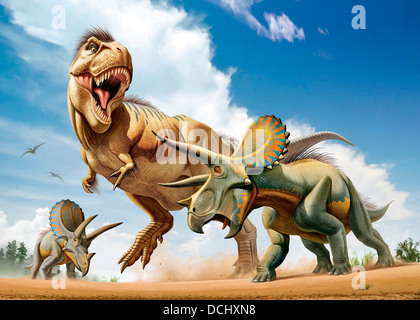 Tyrannosaurus Rex Triceratops avec deux combats tout en essayant de les chasser. Banque D'Images