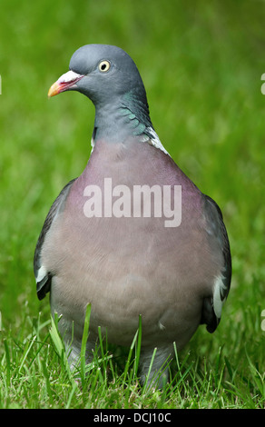 Pigeon ramier Columba palumbus Randonnée pédestre Le parc national de Cairngorms highlands Ecosse Banque D'Images