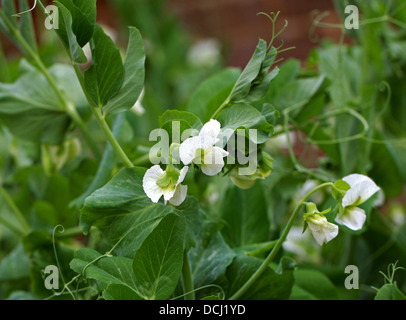 Petits pois, Pisum sativum, Fabaceae Banque D'Images