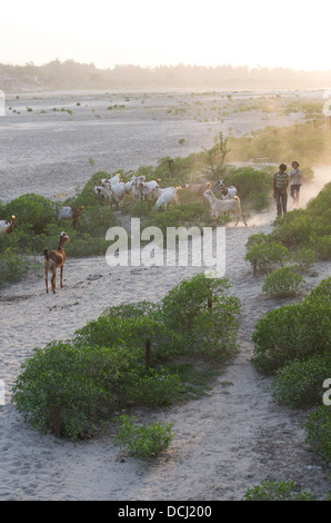 Les jeunes éleveurs de chèvres sur les rives de la rivière Yamuna au crépuscule / Crépuscule. Agra, Inde Banque D'Images