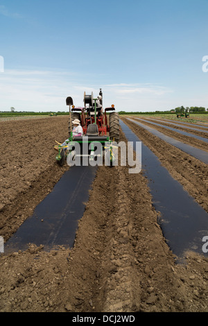 Pose de bâches en plastique en préparation pour la plantation des concombres. Banque D'Images