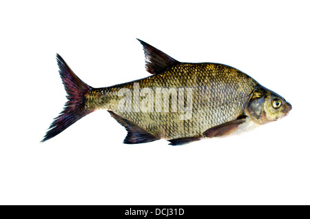 Gros poisson frais dorade isolé sur fond blanc Banque D'Images