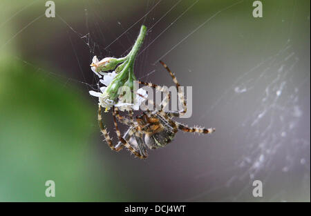 Oberstdorf, Allemagne. Août 18, 2013. Palpe une araignée un oranger, qui est coincé dans son filet vers Oberstdorf, Allemagne, 18 août 2013. Photo : Karl-Josef Opim/dpa/Alamy Live News Banque D'Images