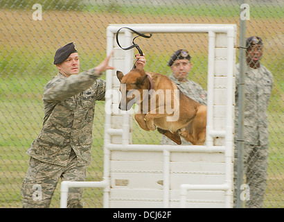 Le s.. Rocky Thompson, 319e Escadron des Forces de sécurité de chien de travail militaire, prend son chien de travail militaire, Aron, à travers une fenêtre obstacle pendant la K-9 concours tenu au 5e Escadron des Forces de sécurité sur les chenils de chien, le 14 août 2013. Le 2 Banque D'Images