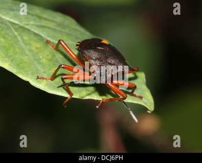 Close up de la forêt bug (Pentatoma rufipes) Banque D'Images
