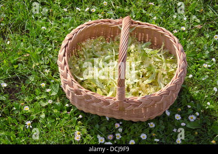 La récolte de fleurs de tilleul médical panier en osier sur l'herbe d'été Banque D'Images