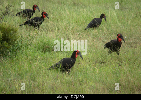 Une famille de calaos au sol à la recherche de nourriture Banque D'Images