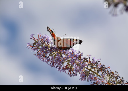 Peacock butterfly (Inachis io) se nourrissant de Buddleja lilas/ Buddleia au soleil. Colchester, Essex. Banque D'Images