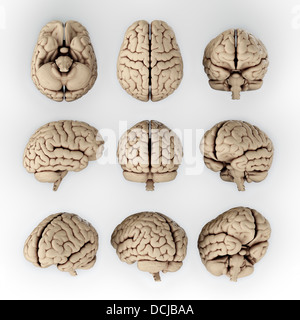 3D illustration de cerveau humain dans différents angles Banque D'Images
