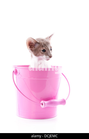 Petit Chaton siamois en rose isolé sur fond blanc de godet Banque D'Images