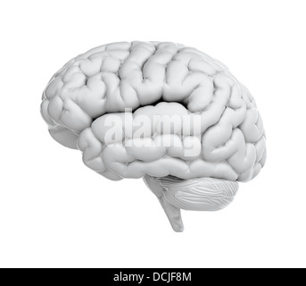 3D render of brain sur fond blanc Banque D'Images