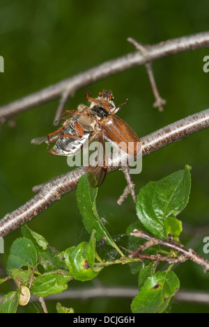 Pie-grièche écorcheur, des proies, cockchafer, Neuntöter, Rotrückenwürger, Lanius collurio, Beute, aufgespießt Maikäfer, Banque D'Images