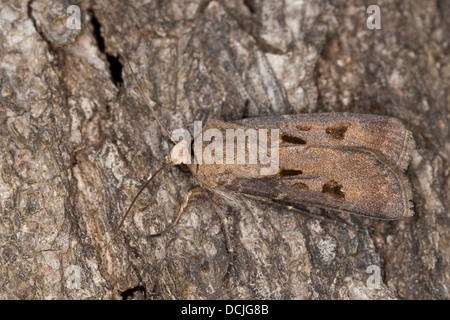 Coeur et papillon, dart, ausrufungszeichen ausrufezeichen graseule erdeule, gemeine, agrotis exclamationis, Banque D'Images