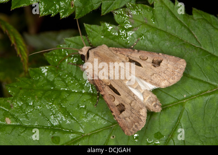 Coeur et papillon, dart, ausrufungszeichen ausrufezeichen graseule erdeule, gemeine, agrotis exclamationis, Banque D'Images