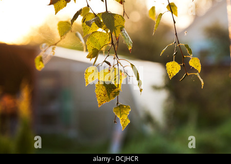 Soleil du matin d'automne feuilles de bouleau jaune feux à l'aube Banque D'Images