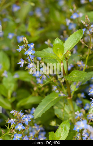 Brooklime, European speedwell, Water Pimpernel, Bachbunge, Bach-Ehrenpreis, Bachbungen-Ehrenpreis, Veronica beccabunga Banque D'Images