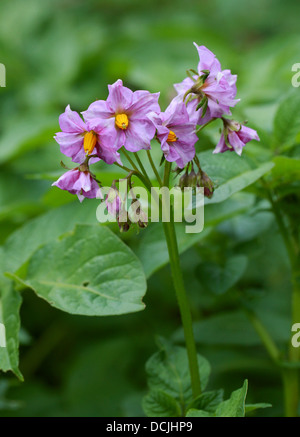 Fleurs de pomme de terre, Solanum tuberosum, Solanaceae. Banque D'Images