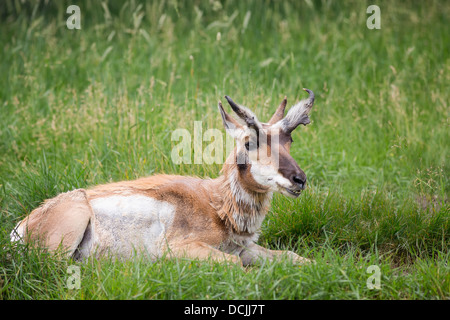 L'Antilope lying on grass Banque D'Images