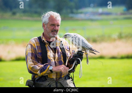 Une fauconnerie à Lowther oiseau de proie, près de Penrith, Cumbria, Royaume-Uni, avec une manipulation falconer un Gyr Falcon. Banque D'Images