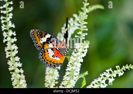 Papillon chrysope malais se nourrissant de fleurs blanches Banque D'Images