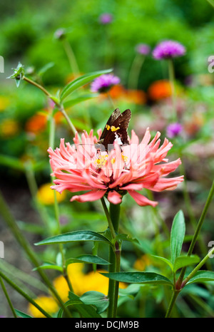 Papillon sur une fleur dans un champ de fleurs sauvages Banque D'Images