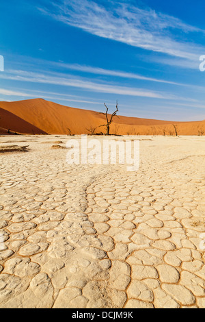 Arbres morts dans l'argile de pan Deadvlei en Namibie Banque D'Images