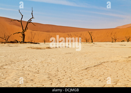 Arbres morts dans l'argile de pan Deadvlei en Namibie Banque D'Images