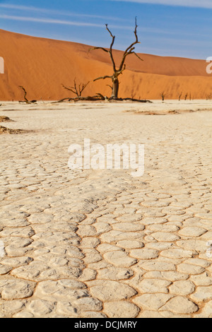 Arbres morts dans l'argile de pan Deadvlei en Namibie Banque D'Images