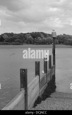 Mouettes assis sur un brise-lames. Banque D'Images