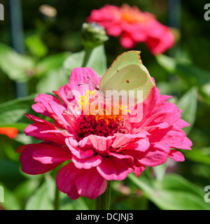 Brimstone papillon rose sur un plan macro fleur Zinnia Banque D'Images