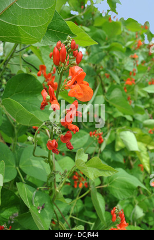 Les haricots d'Espagne nom Latin Phaseolus coccineus 'Enorma' Banque D'Images