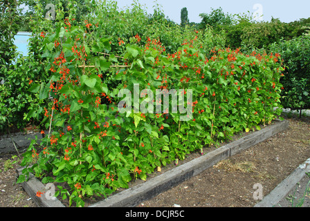 Les haricots d'Espagne nom Latin Phaseolus coccineus 'Enorma' Banque D'Images