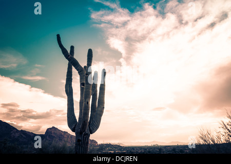 Saguaro cactus tree avec Camelback Mountain et Phoenix, Scottsdale Arizona en arrière-plan. Banque D'Images