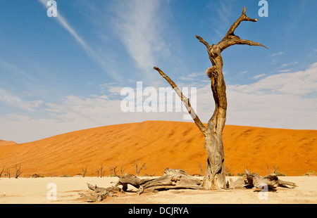 Arbres morts dans l'argile de pan Deadvlei en Namibie Banque D'Images