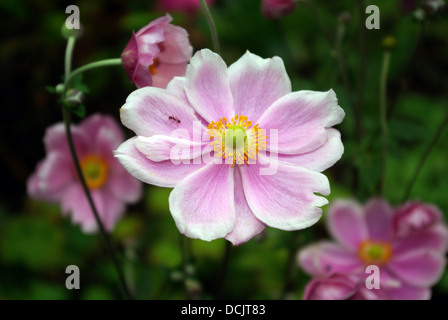 Anemone x hybrida 'Septembre' Charme Banque D'Images