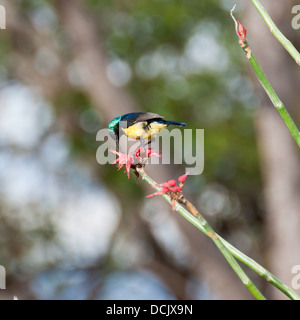 Un collier à un manger sunbird Aloe Vera fleur en Tanzanie Banque D'Images